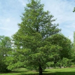 Sadzonki - drzewa liściste - Duże - 150 cm + kopane z gruntu SZKÓŁKOWANE