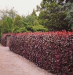 Olsztyn projektowanie ogrodów pielęgnacja żywopłoty Buk pospolity, buk purpurowy
