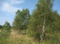 Mińsk mazowiecki grunt 0,30 ha tanio tanie drewno zakup licytacje przetargi
