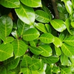 Laurowiśnia - sadzonki z gołym korzeniem, różne odmiany