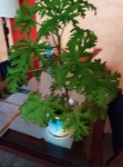 Toruń sprzedam Geranium roślina letnicza tanie rośliny