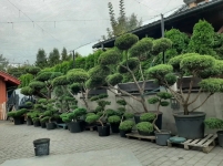 Praha zahradní velkoobchod sauny bonsai rostliny tvarované rostliny