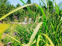 Włocławek Toruń Lipno projektowanie ogrodów (dobór ilościowy i gatunkowy roślin)