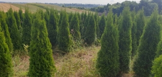 Bydgoszcz Toruń sprzedaż wysyłkowa roślin Tuja szmaragd 160-170 cm