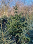 Trnava Vianočný stromček strieborný smrek rezaný 150-170-stojan ZADARMO
