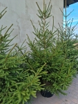 Toruń świerk, drzewko bożonarodzeniowe koszenie trawników pielęgnacja ogrodów