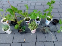 Kraków bezpośrednio Zestaw 12 roślin ogrodowych tanio sprzedam