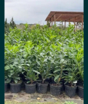 Świecie Chełmno sprzedaż wysyłkowa roślin Laurowiśnia Kaukaska 60-70 cm