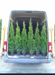 Olsztyn szkółka iglaków Tuja szmaragd 120- 130 cm sprzedaż krzewów i roślin