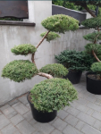 Bonsai niwaki rosliny do ogrodu Toruń