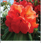 Włocławek Czernikowo portal ogłoszeń Azalia japońska kwiaty sprzedam