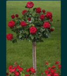 Bydgoszcz Toruń  Róże sprzedam hurtowe ilości sadzonki krzewy