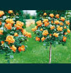 Róża na pniu. Róża na sztamie, Róża Szkółka roślin Grudziądz