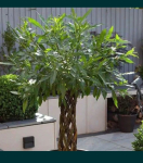 Wierzba ozdobna Salix Americana,palma mrozodporna Szkółka roślin Zakopane