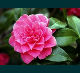 Kamelia japońska różowa Szkółka roślin Wałbrzych Jelenia Góra