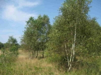 Mińsk Mazowiecki 1,5 ha na rekreacje
